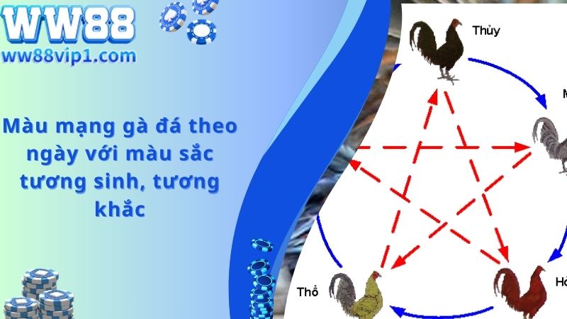 Tương sinh và tương khắc trong màu mạng gà đá theo ngày 