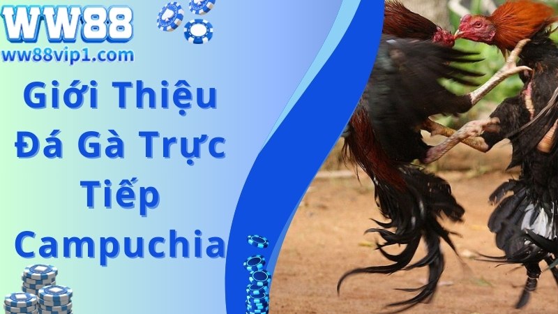 Dịch vụ đá gà trực tiếp Campuchia siêu hot tại nhà cái WW88