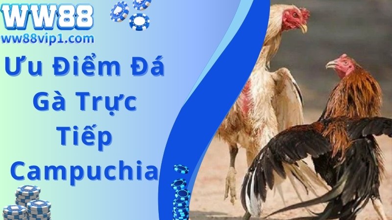 Ưu điểm theo chuyên gia đánh giá về đá gà trực tiếp Campuchia