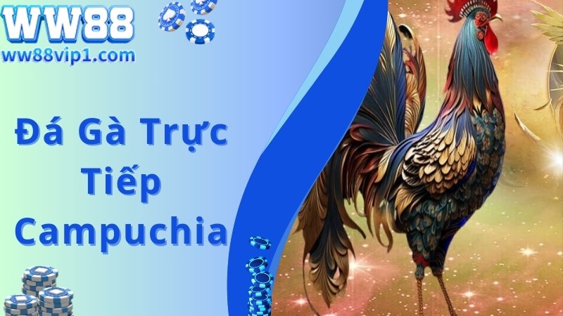 Đá Gà Trực Tiếp Campuchia Hấp Dẫn, Thịnh Hành Top 1