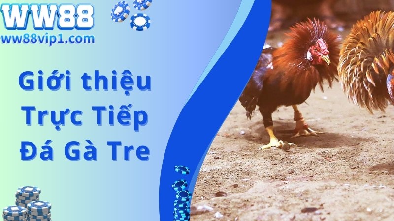 Trải nghiệm trực tiếp đá gà tre ấn tượng, hấp dẫn tại WW88