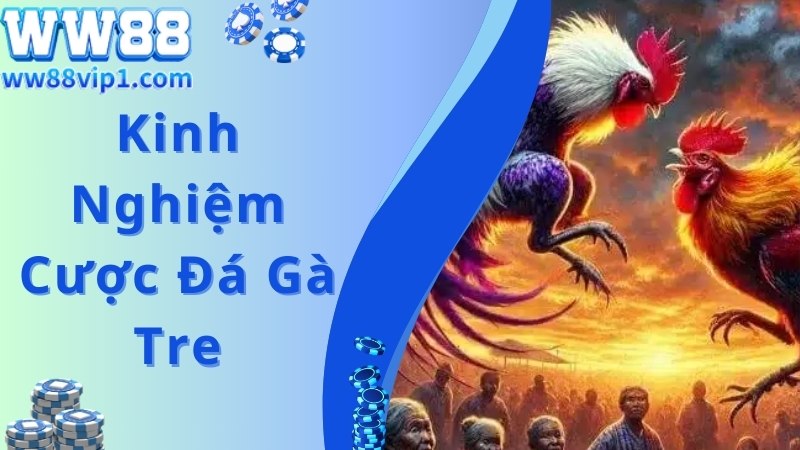 Kinh nghiệm cược chuẩn, chắc thắng cùng trực tiếp đá gà tre