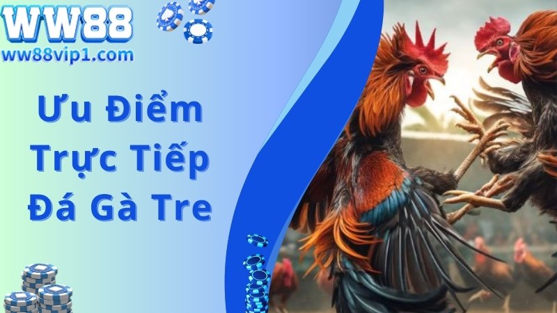 Ưu điểm của trực tiếp đá gà tre giúp thu hút hội viên