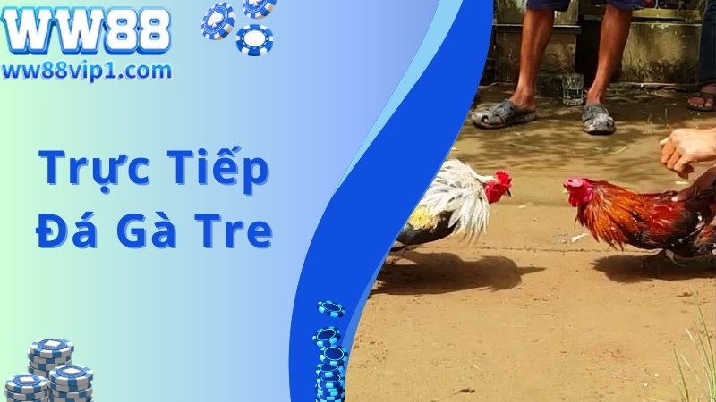 Trực Tiếp Đá Gà Tre Liên Tục Cập Nhật 24/24 Tại WW88