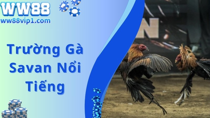 Sơ lược thông tin thú vị về trường gà Savan nổi tiếng