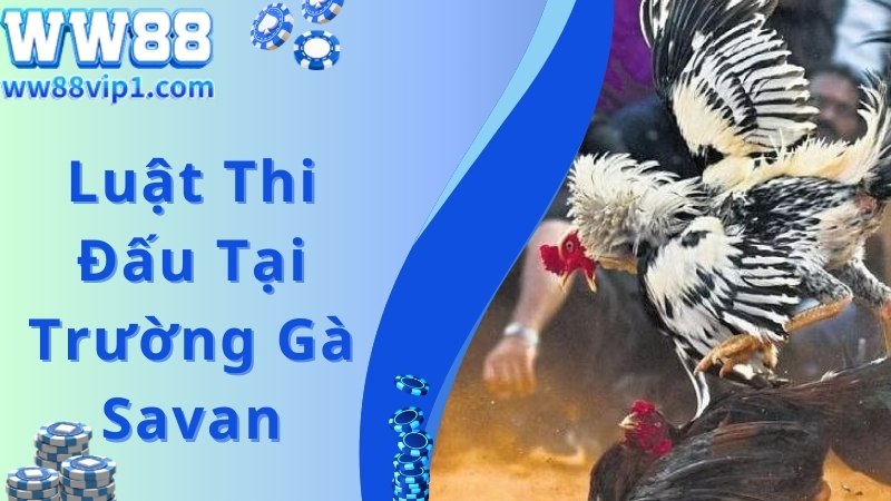 Trường gà Savan áp dụng luật đá vô cùng nghiêm ngặt