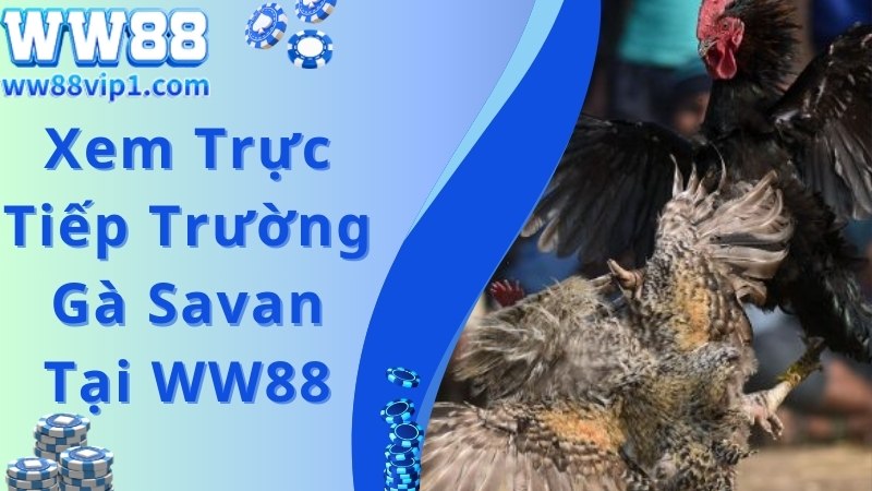 Theo dõi trận đấu tại trường gà Savan tiện lợi cùng WW88