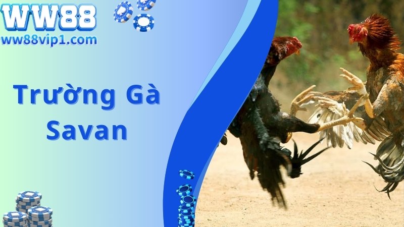 Trường Gà Savan - Đẳng Cấp Đá Gà, Nổi Tiếng Hàng Đầu Châu Á